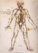 LEONARDO da Vinci You branching of the Blutgefabe, anatomical figure with heart kidneys and Blutgefaben oil on canvas